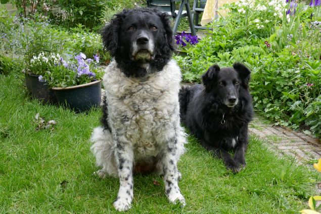 Dora is een dochter van Djoeke en Wille.