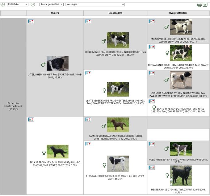 Stamboom van de pups.