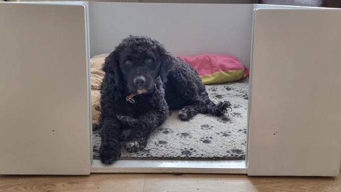 Werpkist neergezet, kan Dycke vast wennen.💞🐾