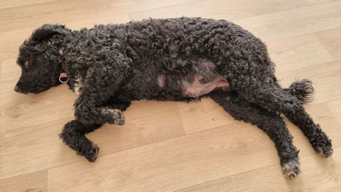 Ruim 6 weken drachtig en 5 kg aangekomen.