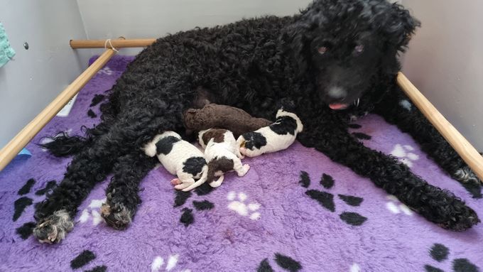 1 bruin teefje, 1 bruinbont reutje, en 2 zwartbonte reutjes. Moeder en pups doen het goed.♥️ geboren op 1 april 2022.