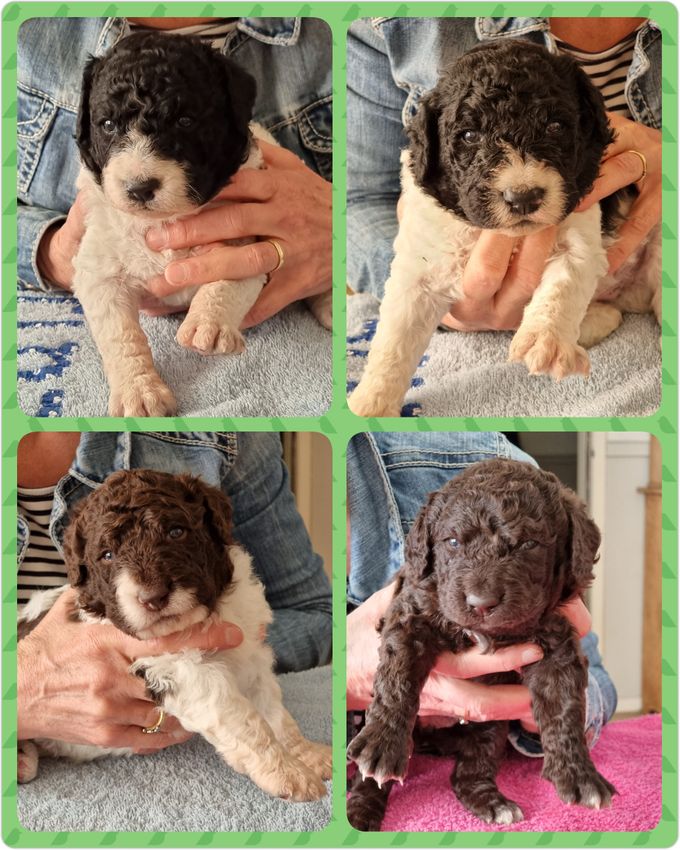 Pups 3 weken oud.❤️