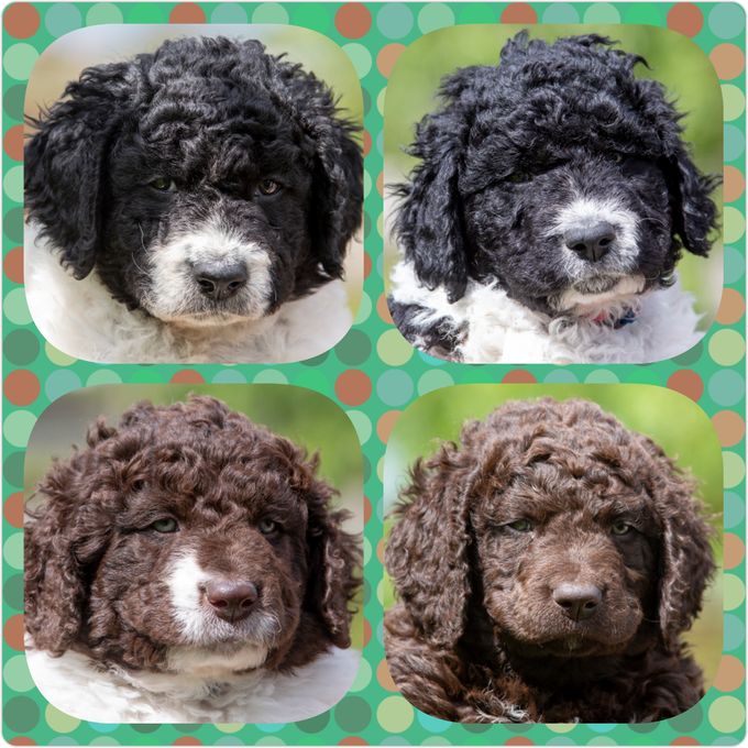 Pups 7 weken.💞